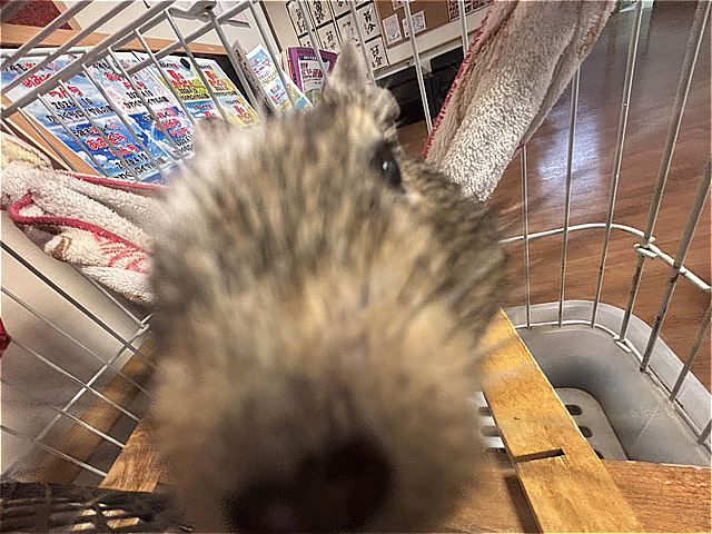 ロイちゃん⑦
